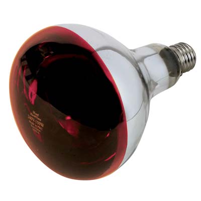 Lampada riflettore pulcini philips