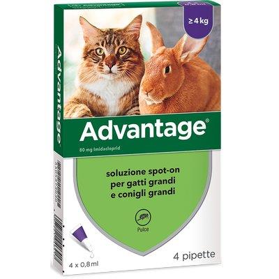 Antiparassitario advantage gatti elanco